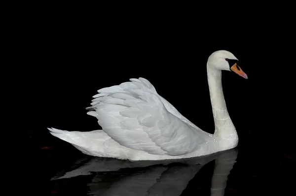 stock image Graceful white swan