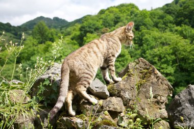 Cat on the rocks clipart