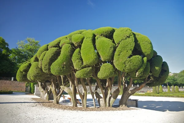 Madrid Park meraklı ağaç — Stok fotoğraf