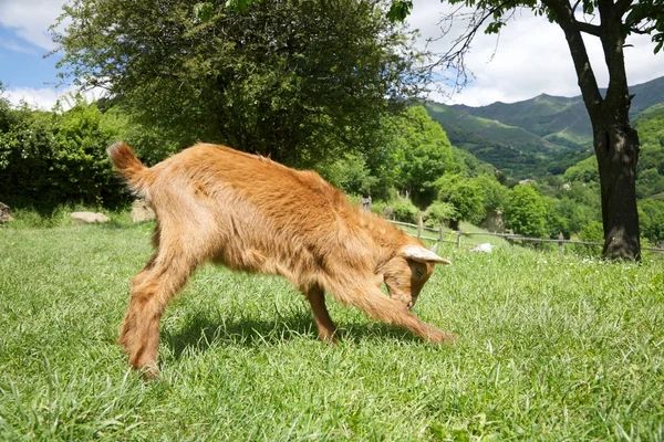 Ziege spielt in Asturien — Stockfoto