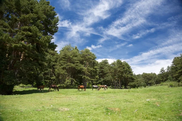 Landschaft mit Pferden in gredos — Stockfoto