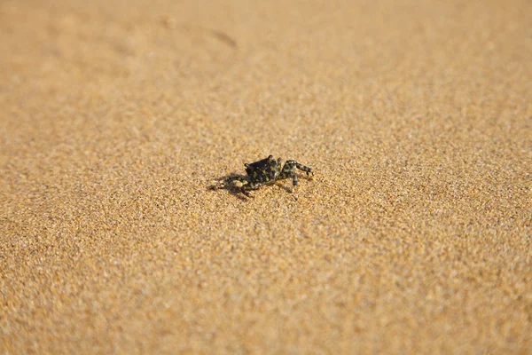 Mały Krab chodzenie na piasku — Zdjęcie stockowe