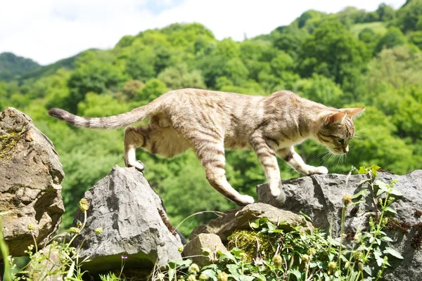 stock image Cat jumping on fence