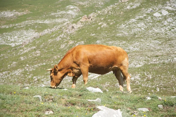 Cantabria vadisinde otlayan inek — Stok fotoğraf