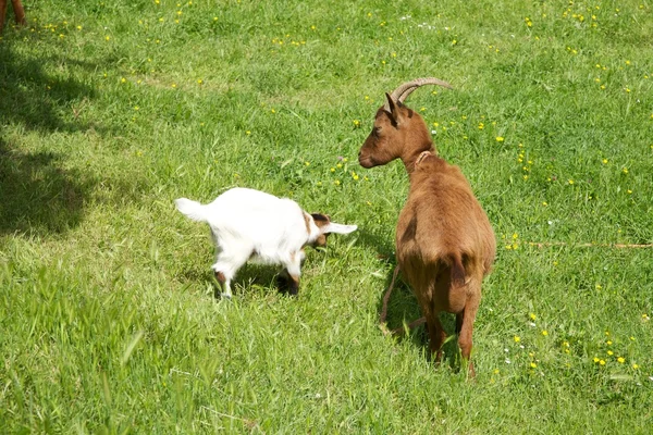 Family goats playing in Asturias — Stock Photo, Image