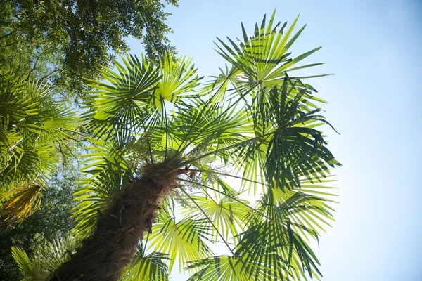 Большая и высокая пальма — стоковое фото