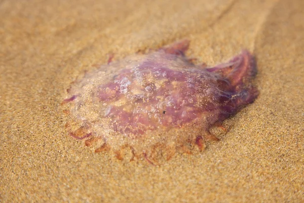 Medusa berbaring di atas pasir — Stok Foto