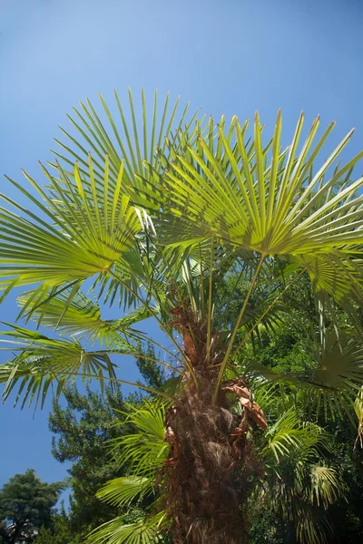Пальмовая ветвь и лист — стоковое фото