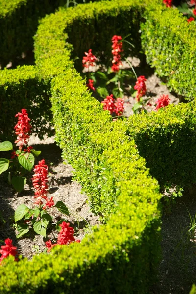 Arbuste design vert et rouge — Photo