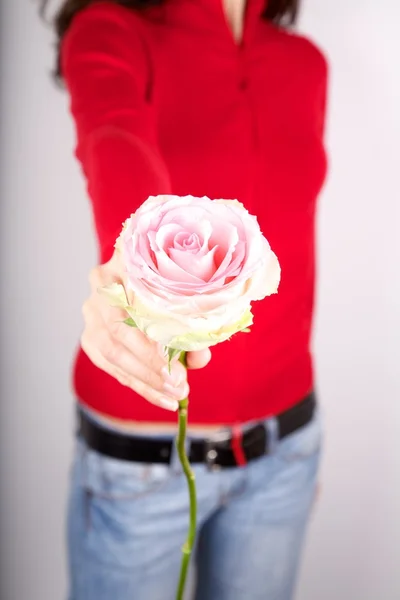 Take pink rose — Stock Photo, Image
