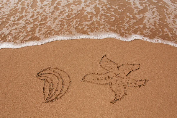 Shell och sea star dras i sanden — Stockfoto