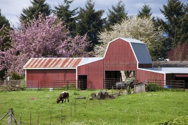 Barn and calf grazing. — Stock Photo, Image