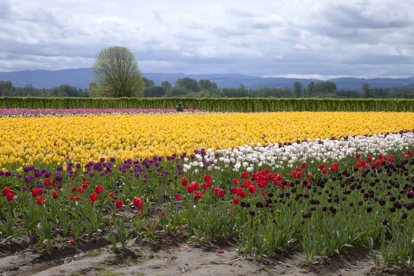 Тюльпаны, Woodland WA . — стоковое фото
