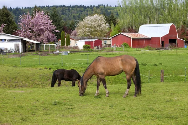 Paarden grazen. — Stockfoto