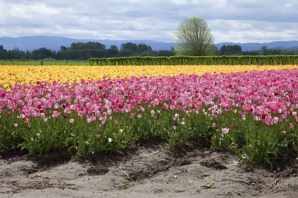 Tulipány, lesní wa. — Stock fotografie