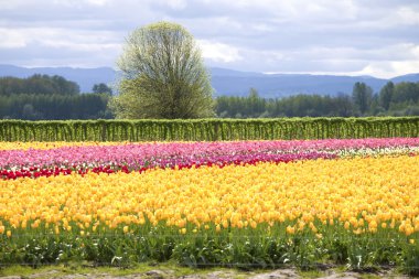 Tulips, Woodland WA. clipart