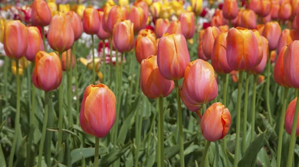 Tulipán, erdei wa. — Stock Fotó