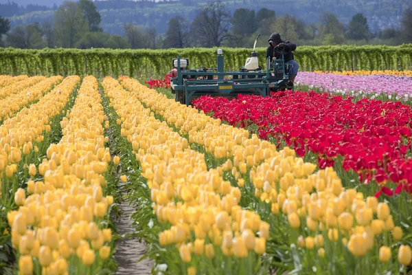 Tulpen ernten, Wald bewirtschaften. — Stockfoto