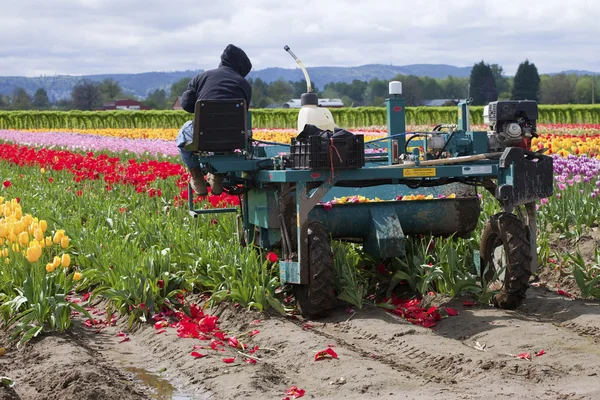 Maszyny zniwne tulipany, lasy wa. — Zdjęcie stockowe