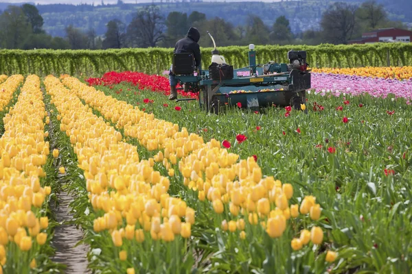 Betakarítás tulipán, woodland wa. — Stock Fotó