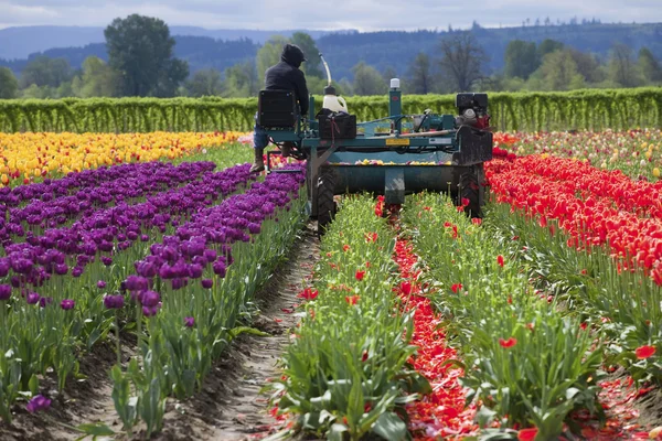 Harvesting tulips, Woodland WA. — Stock Photo, Image