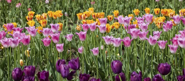 Tulipanes, Woodland WA . — Foto de Stock