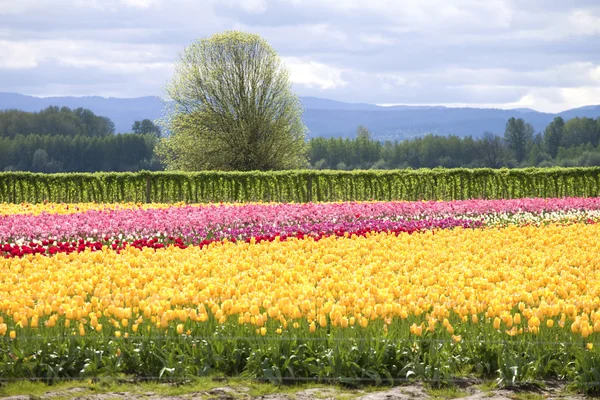 Tulpen, bosrijke wa. — Stockfoto