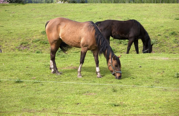 马在吃草. — 图库照片