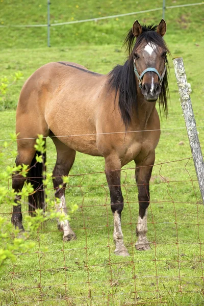 En häst porträtt. — Stockfoto