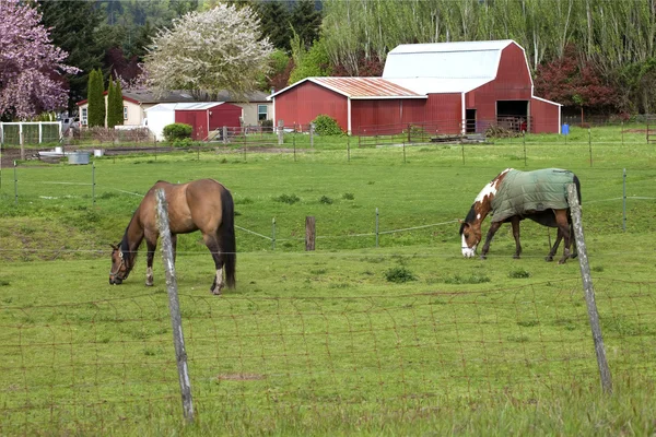 Paarden grazen. — Stockfoto