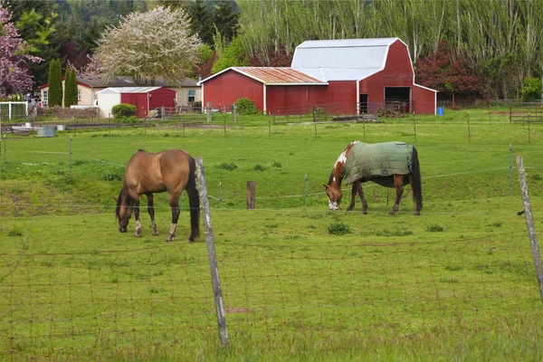 馬の放牧. — ストック写真