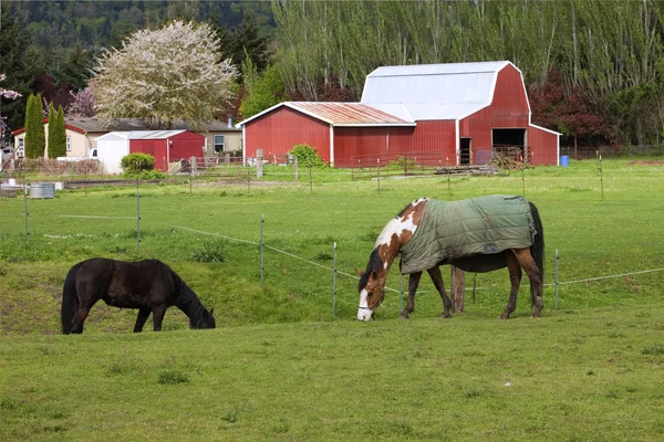 Horses grazing. — Stock Photo, Image