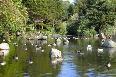 Gölde bir park, vancouver Kanada kazlar m.ö. Kanada.