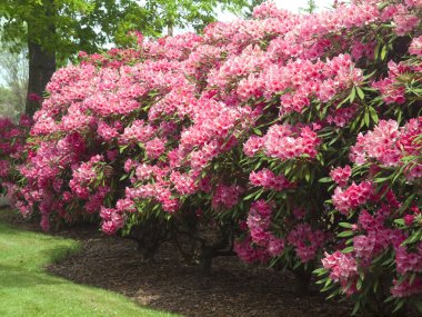 Rhododendron tree. clipart