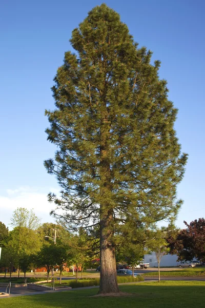 키 큰 소나무, 그래 샴 또는. — 스톡 사진