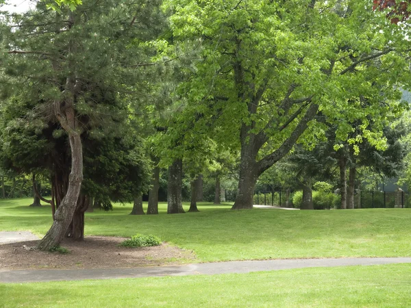 Parco e alberi. — Foto Stock