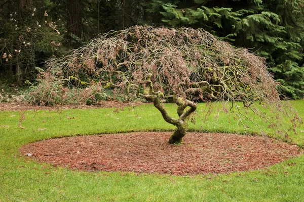 Σφένδαμος κοκκινόφυλλος δέντρο. — Φωτογραφία Αρχείου