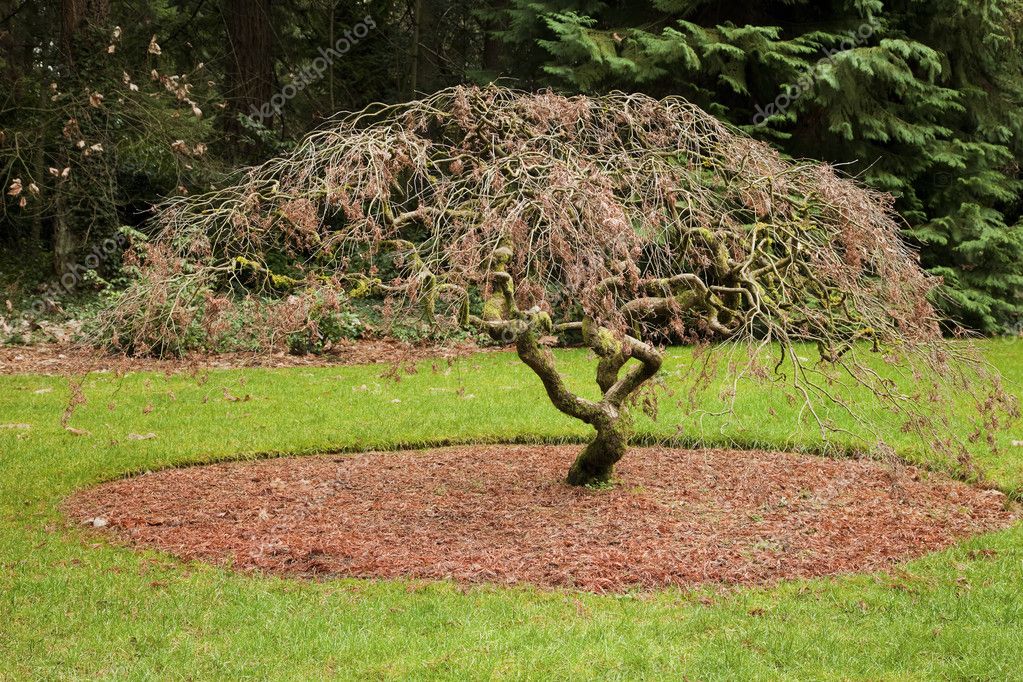 depositphotos_8362642-stock-photo-japanese-maple-tree.jpg