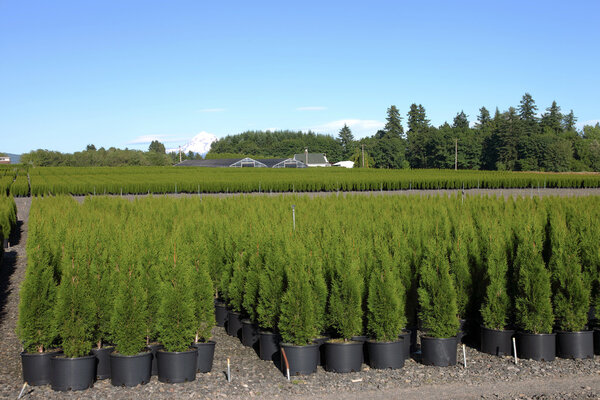 Детская на открытом воздухе, сельская местность Орегон
.