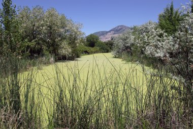 Plants and marshes in northern Utah. clipart