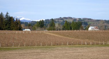 Ahududu alan tarım arazileri, kırsal oregon.