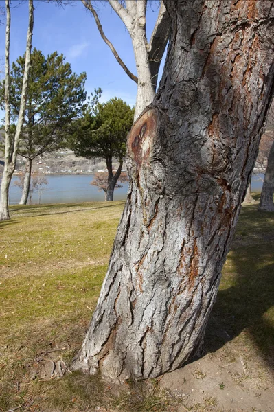 セリ公園、古い松の木、コロンビア川オレゴン州. — ストック写真