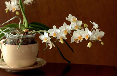 Mini orchids. clipart