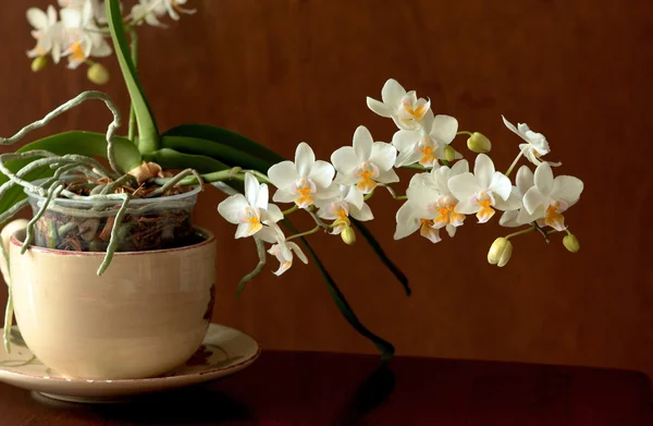 stock image Mini orchids.