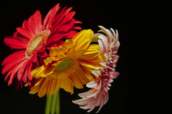 siyah zemin üzerine kırmızı, sarı ve pembe gerbera buketi