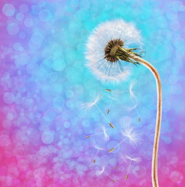 Dandelion on the long stem at sunset clipart