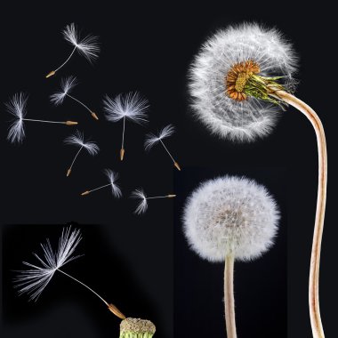 Dandelions on the black background clipart