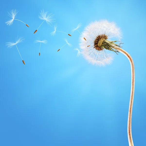 タンポポ長い茎と青い空 — ストック写真