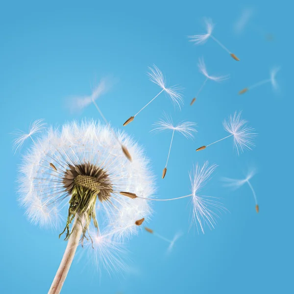 タンポポの種子が空に吹き飛ばさ — ストック写真
