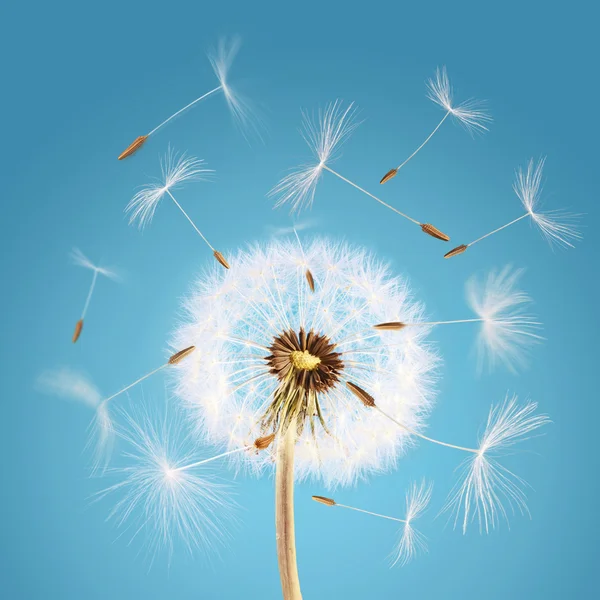 Les graines de pissenlit s'envolent avec le vent — Photo